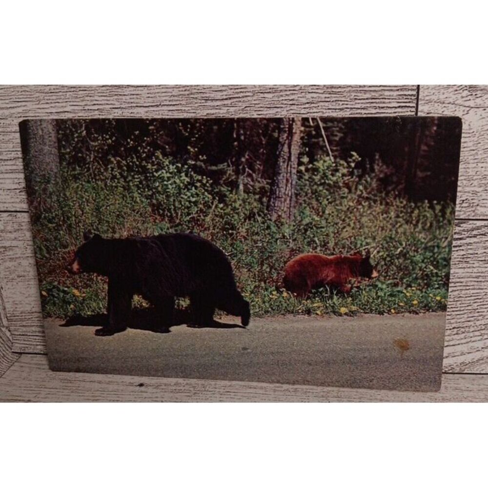 Vintage Postcard Mother And Her Bear Cub Chattanooga Tennessee Ephemera Souvenir